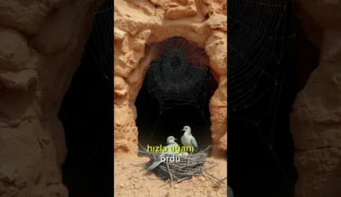 Güneşin Doğduğu Yer 1.Bölüm 3. Fragmanı